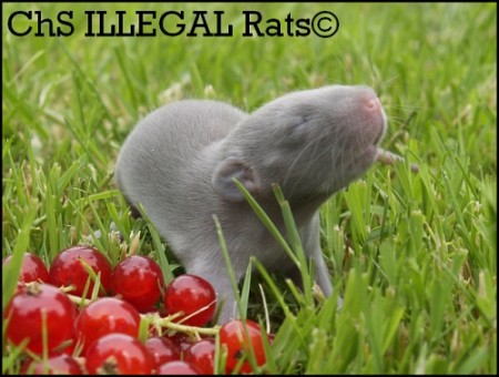 † Camille Noire ILLEGAL Rats (C12)